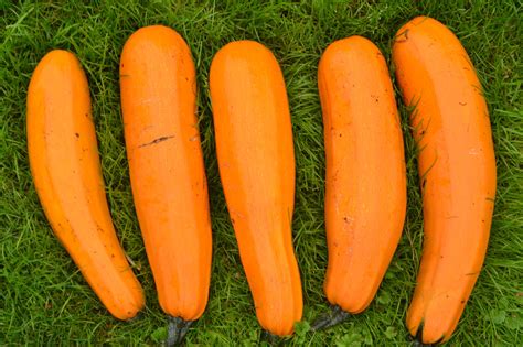 Cukinija Atena Cucurbita Pepo Var Cylindrica