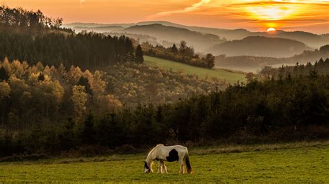 Download Wallpaper 1920x1080 Horse Mountains Field Sunset Full Hd