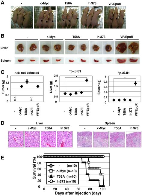 C Myc T58A Mutant Significantly Induced Tumor Formation In Nude