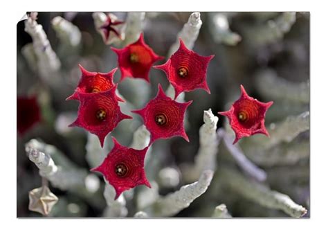 Prints Of Caralluma Socotrana A Beautiful Succulent Plant Found Only