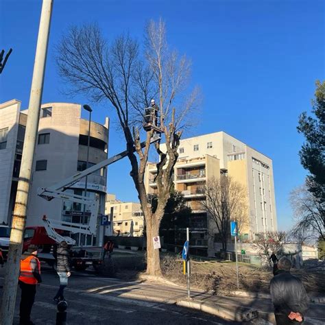 Matera Al Via I Cantieri Per La Potatura E Messa In Sicurezza Degli