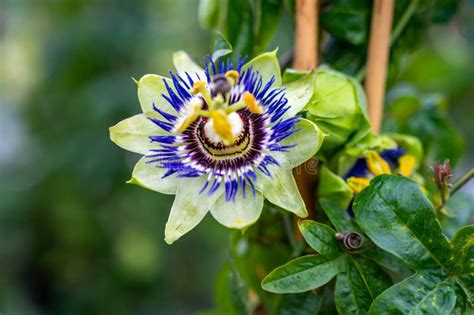 Botanical Collection Beatiful Flowers Of Passiflora Plant With Edible