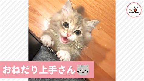 よじよじしておねだり中のニャンコ😽 抱っこせずにはいられない ️ Peco（ペコ）