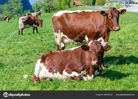 Pinzgauer Cows Field Next Farm Pinzgauer Cattle Green Pasture ...