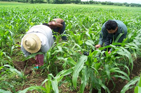 Gobierno Continúa Dando Seguimiento A Las Actividades Productivas Del