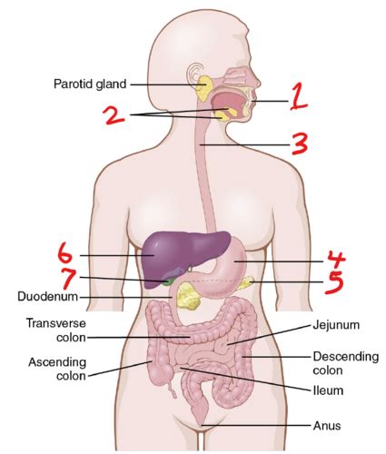 Week Anatomy Of The Gi Tract Flashcards Quizlet