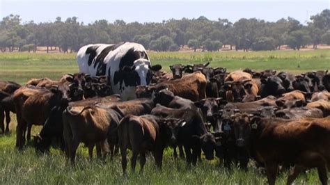 This may be the biggest cow we've ever seen! - ABC7 San Francisco