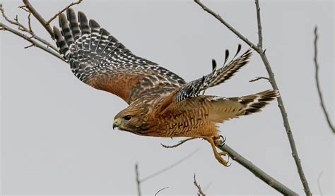 Red Shouldered Hawk Flight 3 Photograph By Morris Finkelstein Pixels