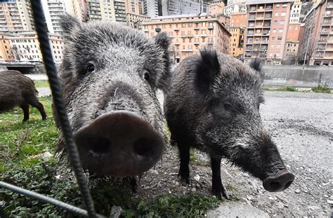 Zampe Sei Cinghiali In Un Parco Nel Centro Di Genova Catturati E