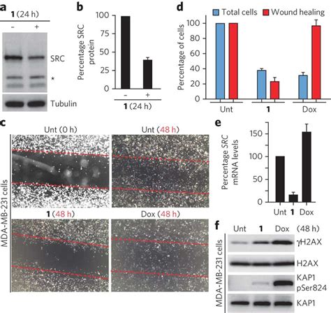 Pyridostatin Targeted The Proto Oncogene Src A Treatment With