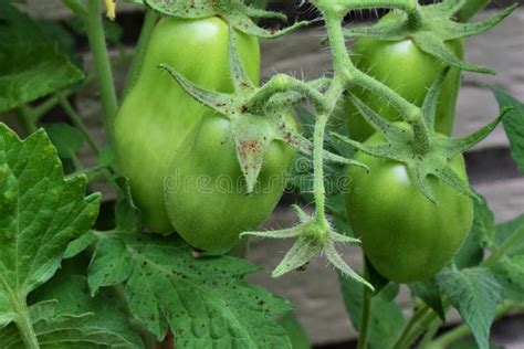 Tomatoes On A Stem Stock Photo Image Of Farming Garden 25077524