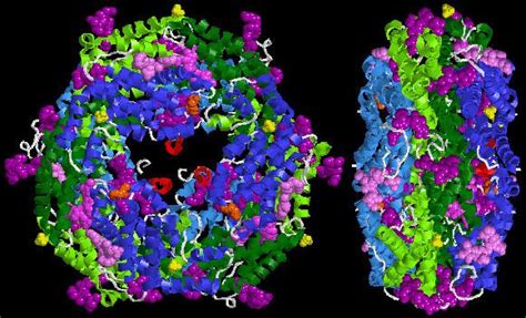 Phycoerythrin ~ Detailed Information | Photos | Videos