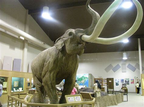 Washington State Fossil Columbian Mammoth