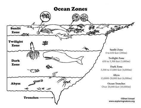 Ocean Layers Elementary Level Coloring Nature Layers Of The Ocean