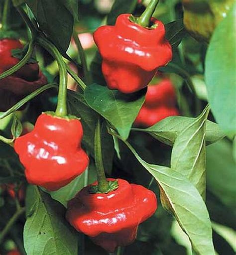 Jamaican Hot Red Chili Seeds