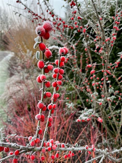 Rhs Harlow Carr On Twitter From Cotoneaster Simonsii To Hellebores