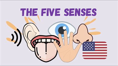 Los cinco sentidos en Inglés The five senses in English Inglés