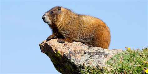 Marmot Rocky Mountain National Park Us National Park Service