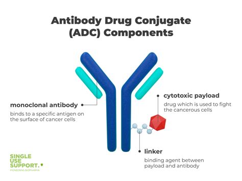 Antibody Drug Conjugates: 7 facts about ADCs