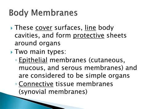 PPT - Body Membranes PowerPoint Presentation, free download - ID:2359913