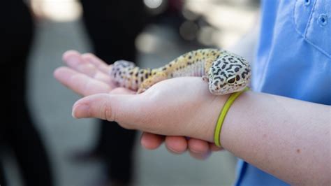 Zoo Knoxville Announces New 18m Reptile Amphibian Habitat