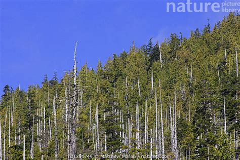 Stock Photo Of Western Red Cedar Thuja Plicata Bare Trunks Of Trees