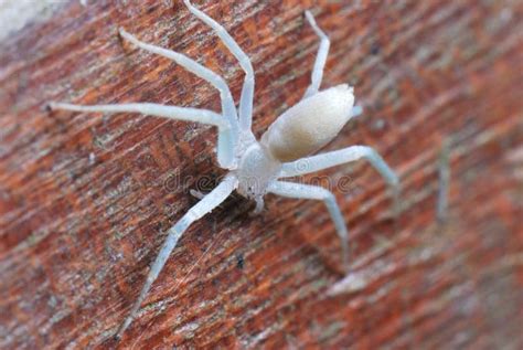 Eight Legs Stock Image Image Of Water Nature Brown 32891281