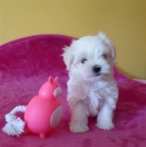 Tr S Joli Chiot Bichon Maltais Adopter Joomil Ch