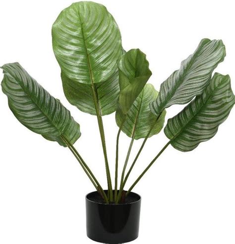 Groene Calathea Kunstplant 63 Cm In Zwarte Pot Kunstplanten