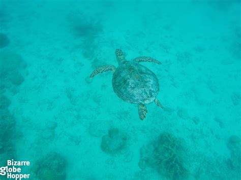 Searching the Best Snorkeling Spot in Borneo? Go to Lankayan Island ...