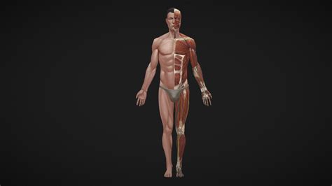 Low Poly Hand Painted Anatomy Model Buy Royalty Free 3d Model By Graft [4913076] Sketchfab Store