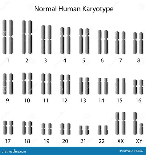 Normal human karyotype stock vector. Image of molecule - 26596857