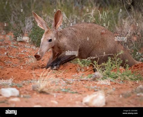 Aardvark Digging Hi Res Stock Photography And Images Alamy