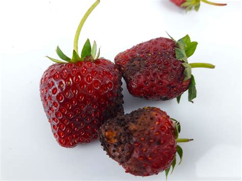 How To Tell If Your Strawberries Have Gone Bad Tastylicious