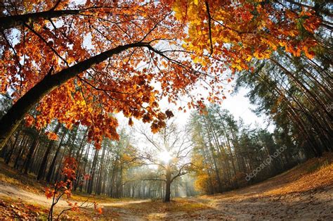 Nascer Do Sol Na Floresta De Outono Fotografias De Stock Mny Jhee