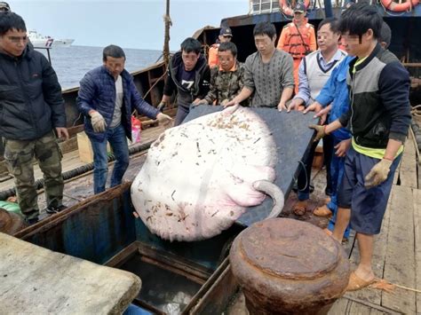 可惡！中國漁船入侵東沙海域 濫捕禁捕物種押回法辦 社會 自由時報電子報