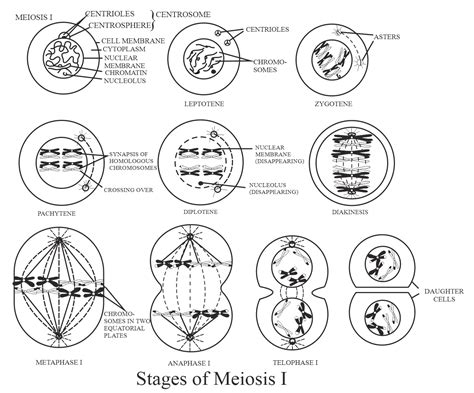 Plant X Has N Chromosomes Sketch The Various Stages Of Meiosis In