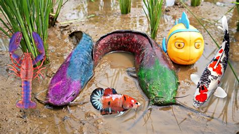 Pencarian Ikan Disawah Menemukan Perangkap Ikan Cupang Ikan Channa