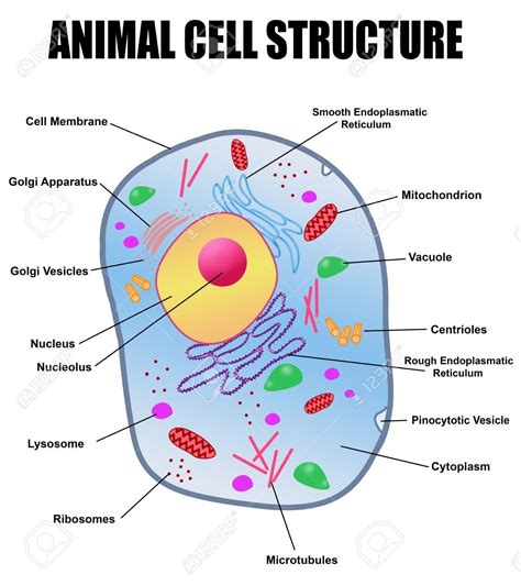 Function of microtubules in animal cell