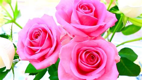 25 Awesome Rose Flowers Photos Gallery