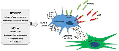 Macrophages Activation