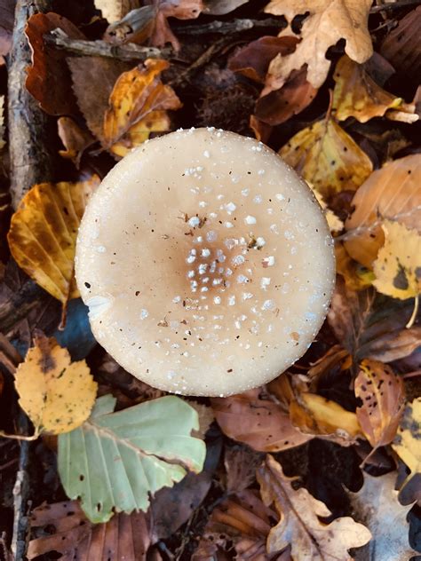 Champignons Nature Forêt Photo gratuite sur Pixabay Pixabay