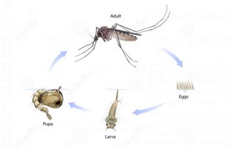 Daur Hidup Nyamuk Dan Penjelasannya Studyhelp
