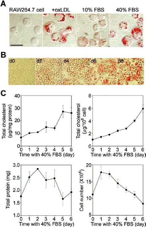 The Induction Of Foam Cell Formation In RAW264 7 Cells A RAW264 7