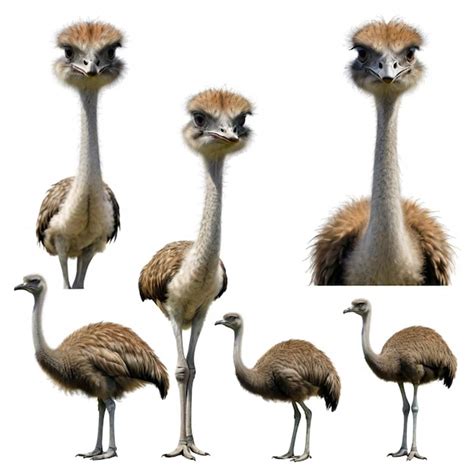 Four Ostriches Are Shown In A Group Including One Of Them Premium AI