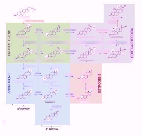 Steroidogenesis Pathway Diagram | Quizlet