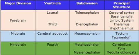 Bio Bases Exam 1 Review Flashcards Quizlet