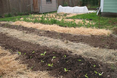 Plants That Thrive In Sandy Soil Haute Life Hub