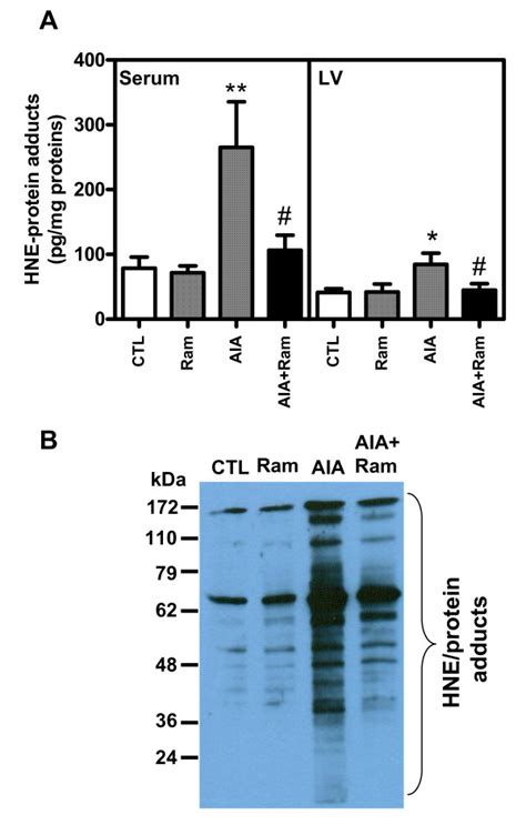 Quantification And Characterization Of Hydroxynonenal Hne Protein