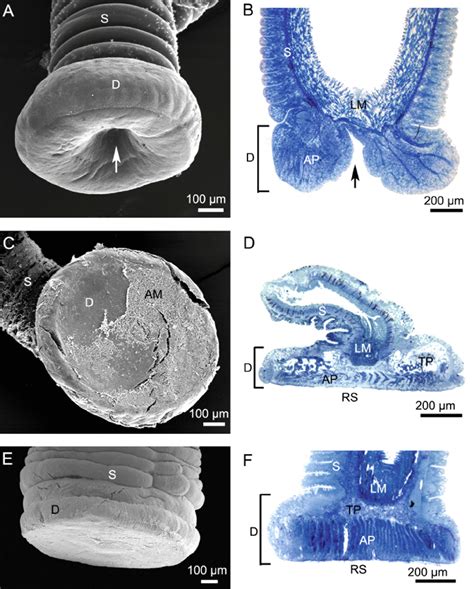 Morphology Of Unattached A B And Attached Tube Feet Cf Of The Sea